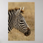 Burchell's Zebra, Equus burchellii, Ngorongoro posters
