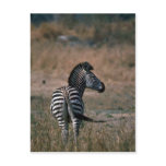 Burchell's Zebra Postcard