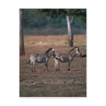 Burchell's Zebra Post Cards