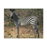 Burchell's Zebra Post Card