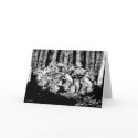 Burdock cards