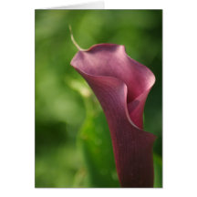 Burgandy Calla Lily Card