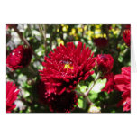 Burgundy Fall Mums Greeting Card