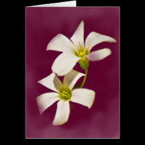Burgundy Wine cards