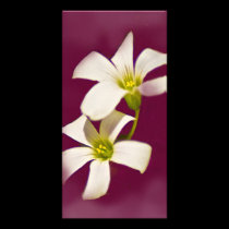 Burgundy Wine photo cards