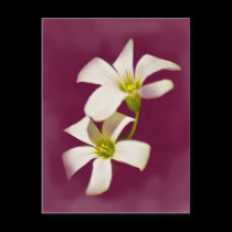 Burgundy Wine postcards
