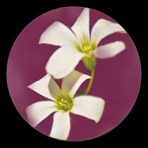 Burgundy Wine stickers