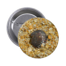 Buried Seashell Pinback Button
