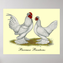 Burmese Bantams Print
