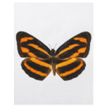 Burmese Lascar Butterfly Personalized Flyer