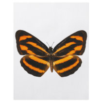 Burmese Lascar Butterfly Personalized Flyer