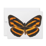 Burmese Lascar Butterfly Personalized Invitation