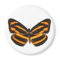 Burmese Lascar Butterfly Refrigerator Magnet