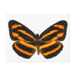 Burmese Lascar Butterfly Postcard