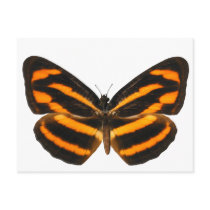 Burmese Lascar Butterfly Postcard