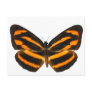 Burmese Lascar Butterfly Postcard