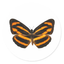 Burmese Lascar Butterfly Round Stickers