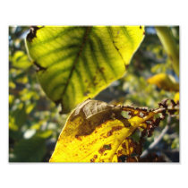 burning leaf fotoafdrukken
