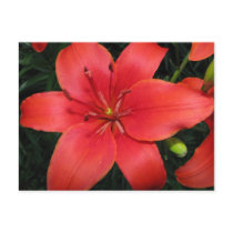 burnt orange asiatic lily postcard