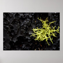 Burnt Renewal