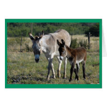 Burra and Burrito #1 Greeting Cards