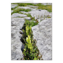 Burren Plants Limestone Rocks Cards