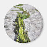 Burren Plants Limestone Rocks Refrigerator Magnets