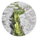 Burren Plants Limestone Rocks Stickers