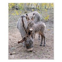 Burro and Baby Photographic Print