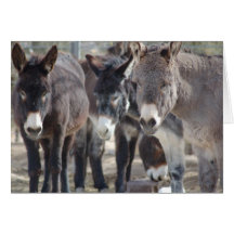 Burro Greeting Card