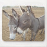 Burro Love