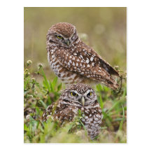 Burrowing Owl, Athene cunicularia, Cape Coral, Postcards