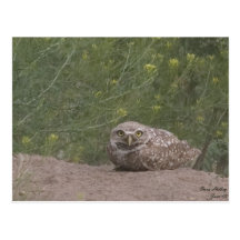 Burrowing Owl Post Cards