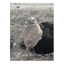 Burrowing Owl Post Cards