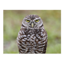 Burrowing Owl Postcards