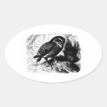 Burrowing Owl Vintage Wood Engraving Oval Stickers