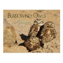 Burrowing owls, Arizona Postcard