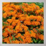 Burst of Orange Flowers