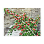 Bush Branch With Red Berries postcards