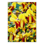 Bush In Blossom Cards