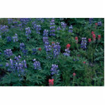 Bush Of Blue And Red Flowers Photo Sculptures