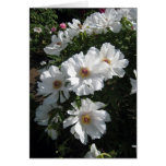 Bush of White Peonies cards
