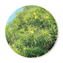 Bush With Sharp Leaves And Yellow Flowers magnets