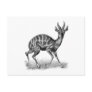 Bushbuck Post Card