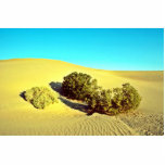 Bushes On The Big Dunes Acrylic Cut Outs