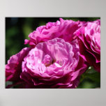Business Art Rose Purple Pink 1 Roses Rose Garden posters
