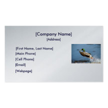 Business Card / Mallard Duck