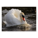 Busking Swan Cards