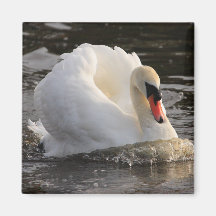 Busking Swan Fridge Magnets