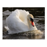 Busking Swan Post Cards